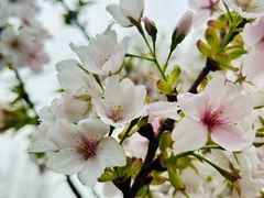 -高东镇樱花园