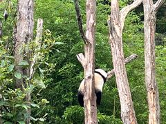 -卧龙中华大熊猫苑神树坪基地