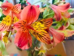 -昆明国际花卉拍卖交易中心