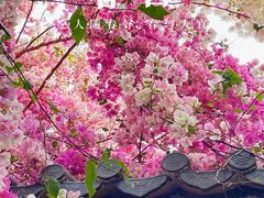 -深圳国际园林花卉博览园