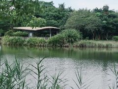 -福田红树林生态公园