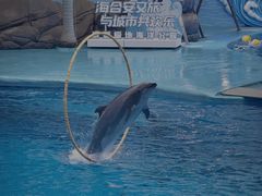 -海合安成都极地海洋公园