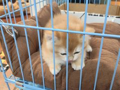 -派特宠物医院(圆融广场店)