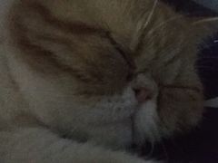 -瑞鹏宠物医院·骨科·猫科·内科(第一中心)