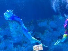 -芜湖新华联大白鲸海洋公园