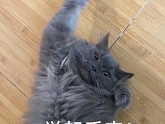 -纳吉亚猫专科动物医院博雅分院