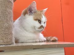 -三花喵·撸猫购宠·宠物生活馆(虹桥南丰城店)