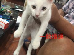 -奈斯宠物医院·核磁CT·异宠专科·内镜(中南店)