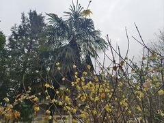 -万寿八仙宫