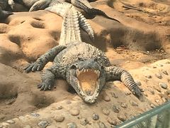 -石家庄市动物园