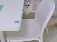 -喵的天空名猫咖啡馆·撸猫·猫舍·用品