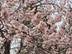 -桃花堤公园