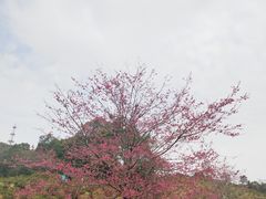 -广州市石门国家森林公园