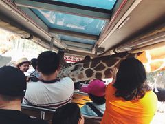 -清迈夜间动物园