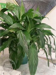 -尚艺造型.剪烫染.接发