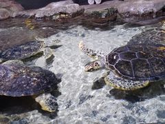 -郑州海洋馆
