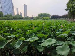 -保定东湖公园(莲池区)