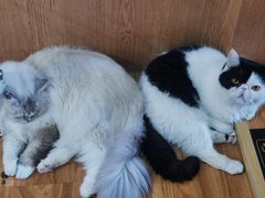 -MOCHA明星猫咖(田子坊店)