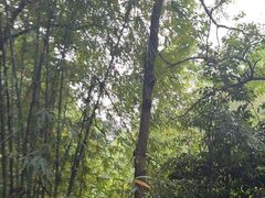 -黔灵山公园