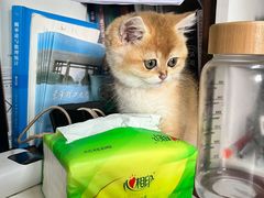 -宠颐生汉谟拉比宠物医院