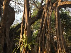 -瑞丽独树成林风景区