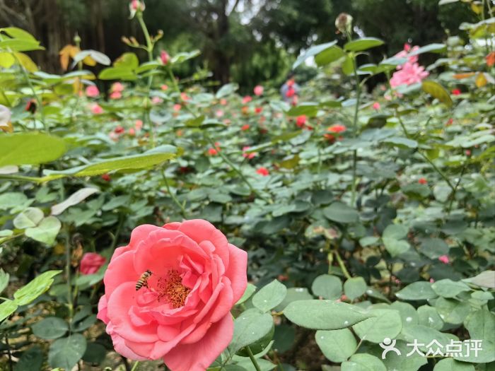 南宁南湖公园图片