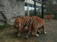 -上海野生动物园老虎餐厅