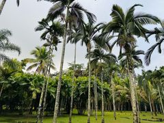 -中国科学院西双版纳热带植物园