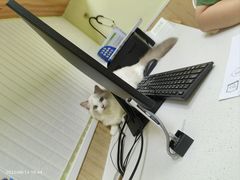 -瑞鹏宠物医院·骨科·猫科·内科(第一中心)