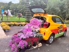 -上海共青森林公园