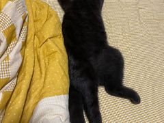 -老吴的猫·猫舍(新区店)