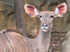 -清迈夜间动物园