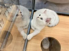 -袖虎·猫馆(体育西路店)