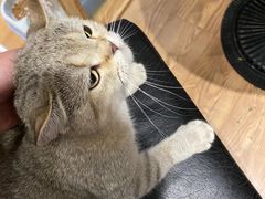 -猫色咖啡·猫咖