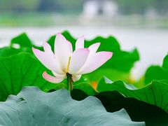 -陶然亭公园