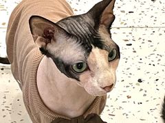 -猫域·湾主题猫咖·宠物吧(南坪城市广场店)