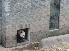 景点-都江堰中华大熊猫苑