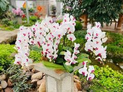 -石家庄市植物园