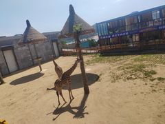 -西霞口神雕山野生动物世界