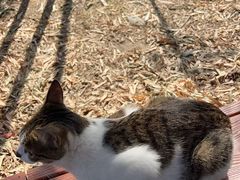 -小河无名面馆