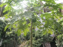 -小洲村