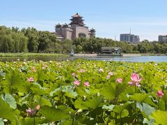 -莲花池公园