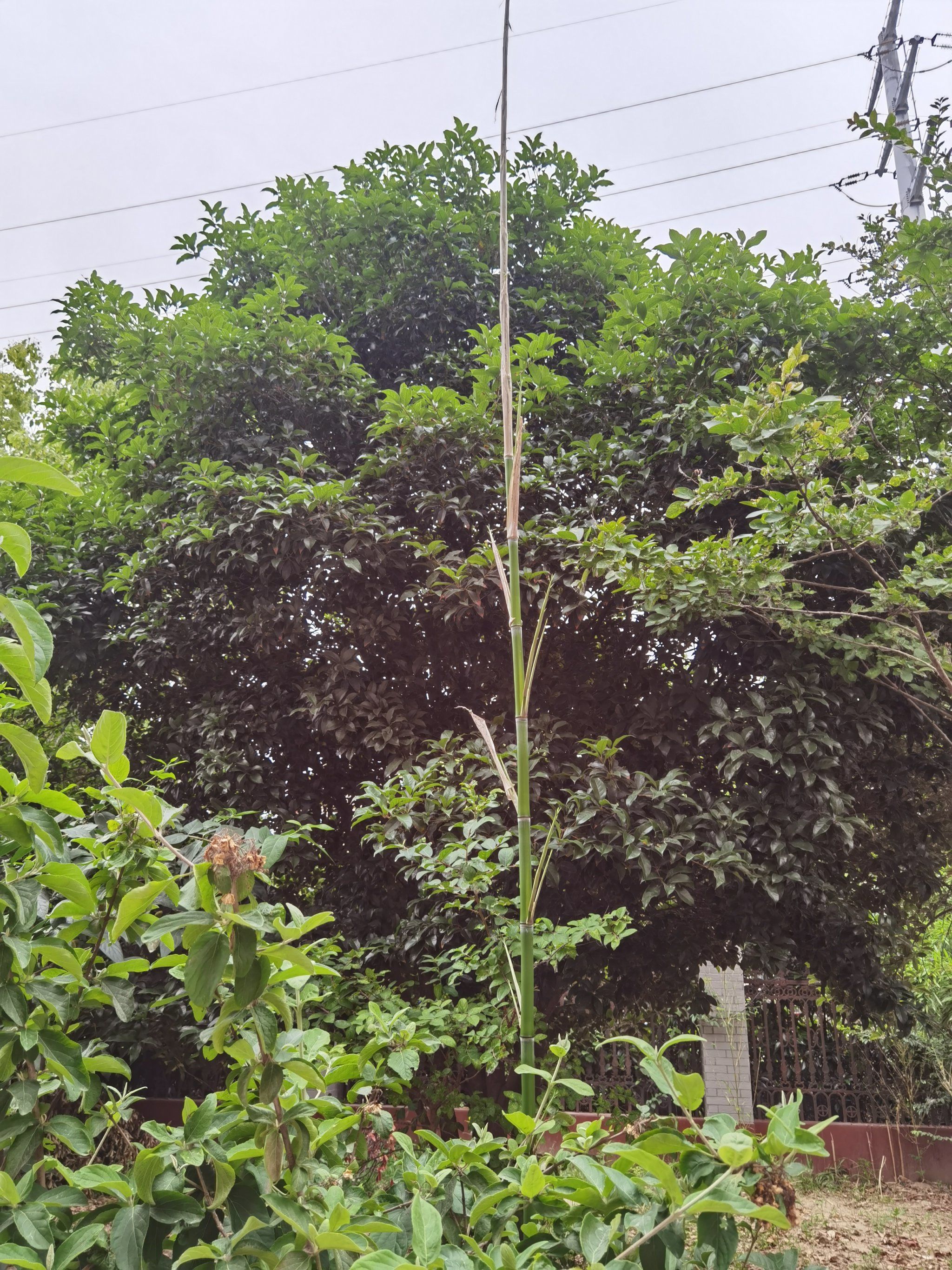 瞧瞧这一柱擎天的神奇植物