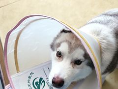 -瑞派宠物医院·中兽医专科(中央商城分院)