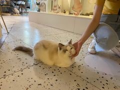 -喵喵咪呀布偶猫咖(春熙路店)