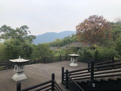 -大唐贡茶院