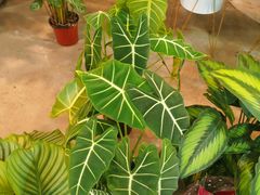 -双季花艺园艺市场(浦东店)