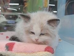 -FAELING PETS美天灵宠物(合生汇店)