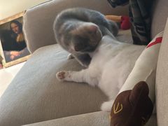 -瑞派名望志远动物医院·猫科·內科·异宠专科(直港大道店)