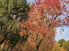 -上海长兴岛郊野公园